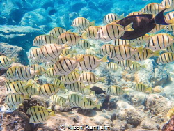 Snorkeling “The Dumps” Maui by Alison Ranheim 